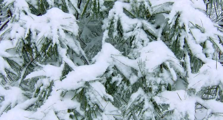 pine tree covered in snow