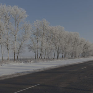 snow covered trees lining a clean and safe road way
