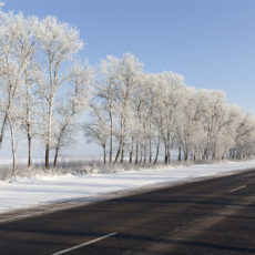 photo of clear road with snow covered trees