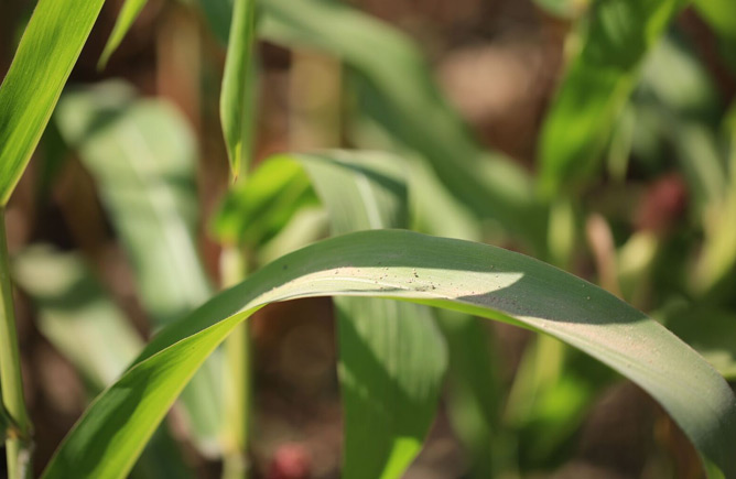 close up photo of a corn leaf