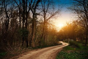 Use calcium chloride from Great Lakes Chloride for Michigan Dirt Road Maintenance image shows dirt road between trees