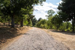 Maintain local roads with Michigan Gravel Road Maintenance services from Great Lakes Chloride image shows road with trees on side